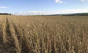 Imagem 2: Porto Amazonas-Plantando 95 Alqueires - 389 Hectares - Sede Completa