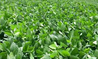 Imagem 3: Fazenda a venda Fazenda / sítio com venda por R$48.500.000