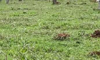 Imagem 7: Fazenda Fazenda / sítio com venda por R$3.400.000