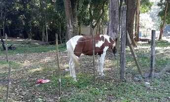 Imagem 2: Vendo essa chácara com 8 mil metros quadrados com águas da serra do mendanha