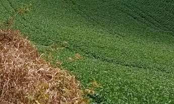 Imagem 4: Excelente área para formar chácaras com 24.200 m² Campo Novo - Campo Magro