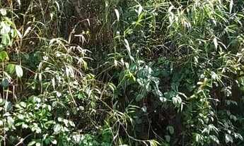 Imagem 5: VENDE-SE EXCELENTE TERRENO RIO PRETO EVA - PROX. RODOVIA AM 010