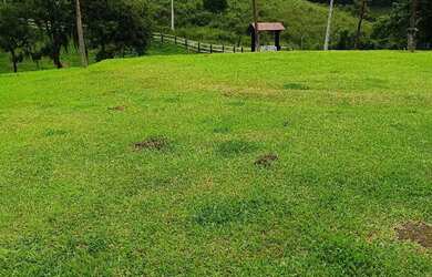 Imagem 6: Arrendamento de pasto pra gado , área localizada no bairro mandassaia , Campina G.do sul