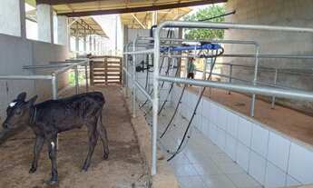 Imagem 2: Fazendinha 11.5 Hc. top de luxo na região de Monte Alegre