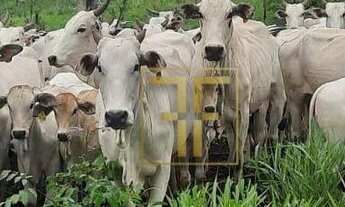 Imagem: Fazenda 45 Alqueires, Uruaçu, GO