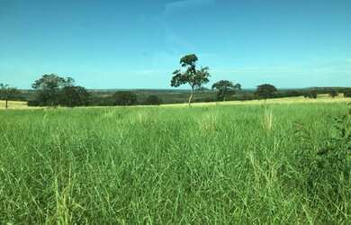 Imagem 2: Fazenda Primavera do leste