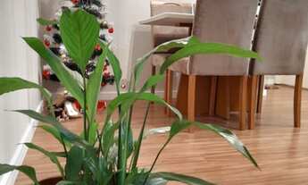 Imagem 7: Apartamento para venda tem 53 metros quadrados com 2 quartos em Jardim Colibri - Cotia - S