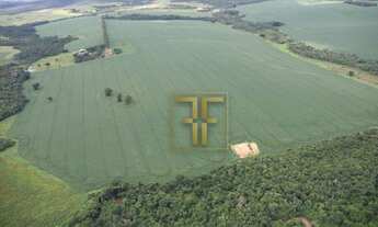 Imagem 4: Fazenda 90 Alqueires, Silvânia, GO