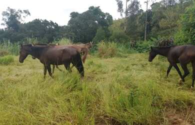 Imagem 2: Lote/Terreno de 20.000 m² em Piracaia - São Paulo