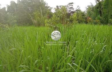 Imagem 4: Machadinho D'Oeste - Sítio - 18 Alqueires