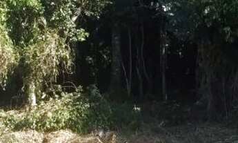 Imagem 2: Terreno Mariscal Bombinhas