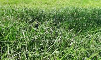 Imagem 3: Fazenda com 172,06 Ha em Laje