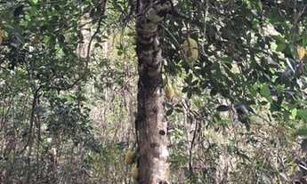 Imagem 2: Terreno com 1.6 ha