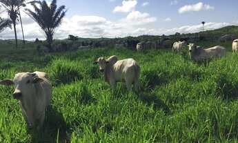 Imagem 5: Fazenda/Sítio/Chácara para venda com 250000 metros quadrados em Centro - Cumaru do Norte