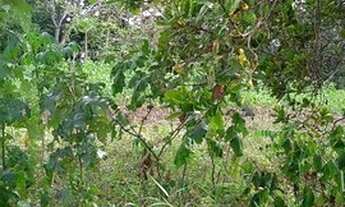 Imagem 7: Chácara à venda com 8 hectares em Aldeia