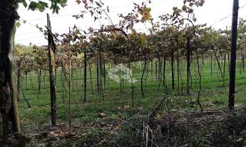 Imagem 4: GARIBALDI - Chácara - Vale Dos Vinhedos