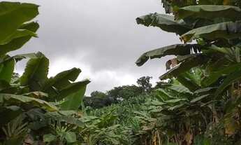 Imagem 4: Sítio 10 Alqueires Produção de Banana (Willian Ricardo