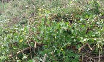 Imagem 6: TERRENO GUARATIBA