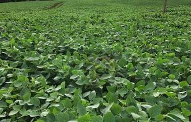 Imagem 3: Fazenda à venda, 2420000 m² por R$ 18.000.000,00 - Centro - Pitanga/PR