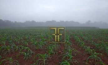 Imagem 6: Fazenda 40 Alqueires, Conceição do Araguaia, PA