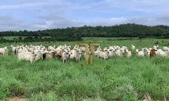 Imagem 5: Fazenda 495 Alqueires, Araguaçu, TO