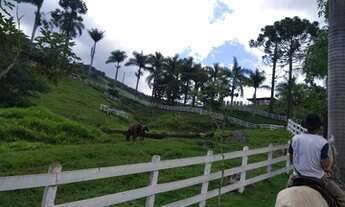 Imagem 5: Fazenda campo do Jordão 72 alqueires pecuária