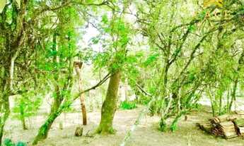 Imagem 3: Sítio 3000m², c/ casa de madeira, mata nativa, poço e luz