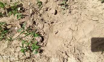 Imagem 7: Área rural com 10 hectares, plano, frente para Pi-112, a 20 km de Teresina!