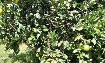 Imagem 5: Sitio Chácara com venda por R$190.000