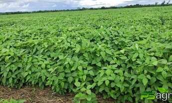 Imagem 3: Fazenda arrendamento 1.200hec em Rosário do oeste MT