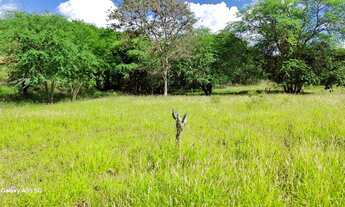 Imagem 4: Excelente fazenda de 650t, curral, poço, riacho, aguadas e muito capim buffel