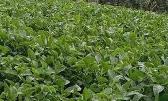 Imagem 3: Excelente área para formar chácaras com 24.200 m² Campo Novo - Campo Magro