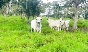 Imagem 7: 60 tarefas com riacho perene e pastagem formada