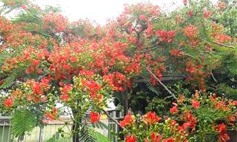 Imagem 3: Canoas - Casa Padrão - Olaria