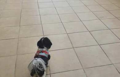 Imagem 7: Apartamento para Venda em São Caetano do Sul, Osvaldo Cruz, 3 dormitórios, 2 banheiros, 1