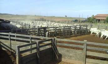 Imagem 2: Excelente fazenda para Pecuária. Município de São Domingos Go