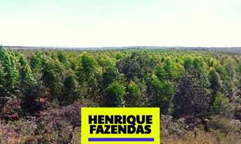 Imagem 4: Fazenda 2.899,16 hectares em Novo Acordo