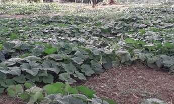 Imagem 7: Vendo sítio 26 hectares