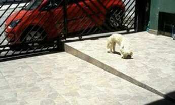 Imagem 7: Lindo Sobrado em Guarulhos