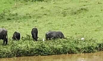 Imagem: Fazenda para criação de Búfalos e Eucaliptos