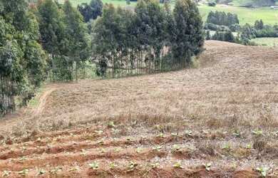 Imagem 7: Excelente sítio de 12 hectares!