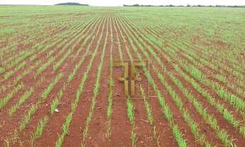 Imagem 5: Fazenda 981 Hectares, Rio Manso, MT