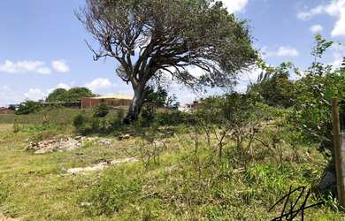 Imagem 3: 2 lotes - 450m2 cada - 900m2 no total ou 30x30 - sombra - cercado