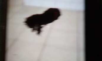 Imagem: Aluga se apartamento no Riacho fundo ll