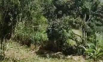 Imagem 2: Aldeia - casa raiz