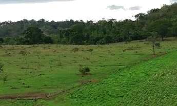 Imagem 3: Fazenda à venda de 82 alqueires em Anápolis-Go