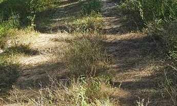 Imagem 2: Vendo sítio no miai em Coruripe!