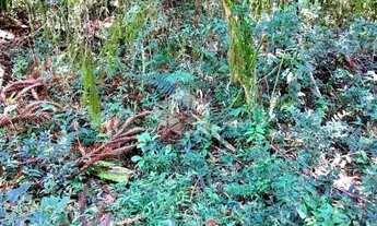 Imagem 4: A venda terreno de 21.299,70m² localizado no Parque dos Pinheiros em Gramado