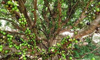 Imagem 2: Chácara Cascalheira