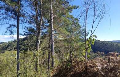 Imagem 2: Chácara Campo Largo 27.000m²